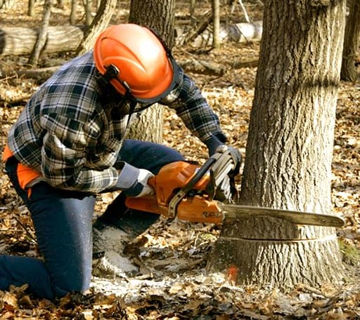 Tree Removal in Lower Lake, CA